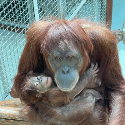 Orangutan sumatriansky