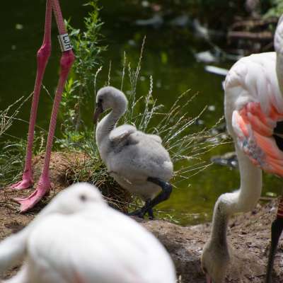 Plameniak ružový, 4 mláďatá