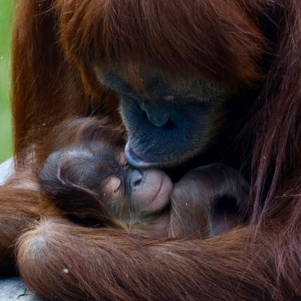 Samica orangutana sumatrianskeho so spiacim mláďatkom v náručí ako lezie na strom