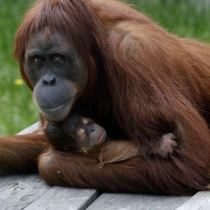 Samica orangutana sumatrianskeho s mláďatom v náručí ako leží na zemi